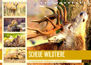 Scheue Wildtiere in heimischen Wäldern und Bergen (Tischkalender 2022 DIN A5 quer) von Hurley,  Rose