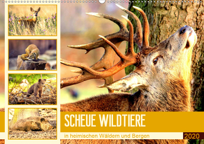 Scheue Wildtiere in heimischen Wäldern und Bergen (Wandkalender 2020 DIN A2 quer) von Hurley,  Rose