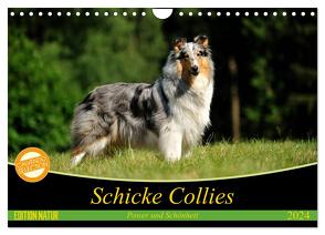 Schicke Collies (Wandkalender 2024 DIN A4 quer), CALVENDO Monatskalender von Janetzek,  Yvonne