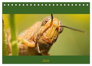 Schicke Krabbler (Tischkalender 2024 DIN A5 quer), CALVENDO Monatskalender von Krakowski,  Conny