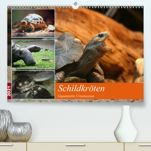 Schildkröten – Gepanzerte Urzeitwesen (Premium, hochwertiger DIN A2 Wandkalender 2021, Kunstdruck in Hochglanz) von Mielewczyk,  Barbara
