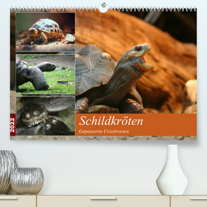 Schildkröten – Gepanzerte Urzeitwesen (Premium, hochwertiger DIN A2 Wandkalender 2022, Kunstdruck in Hochglanz) von Mielewczyk,  Barbara