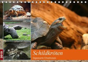 Schildkröten – Gepanzerte Urzeitwesen (Tischkalender 2019 DIN A5 quer) von Mielewczyk,  Barbara