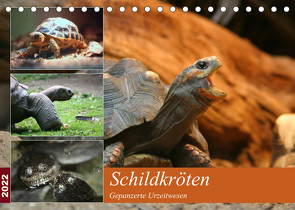 Schildkröten – Gepanzerte Urzeitwesen (Tischkalender 2022 DIN A5 quer) von Mielewczyk,  Barbara