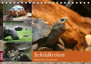 Schildkröten – Gepanzerte Urzeitwesen (Tischkalender 2023 DIN A5 quer) von Mielewczyk,  Barbara