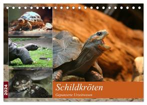 Schildkröten – Gepanzerte Urzeitwesen (Tischkalender 2024 DIN A5 quer), CALVENDO Monatskalender von Mielewczyk,  Barbara