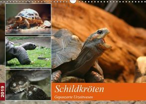 Schildkröten – Gepanzerte Urzeitwesen (Wandkalender 2019 DIN A3 quer) von Mielewczyk,  Barbara