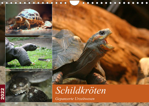 Schildkröten – Gepanzerte Urzeitwesen (Wandkalender 2022 DIN A4 quer) von Mielewczyk,  Barbara