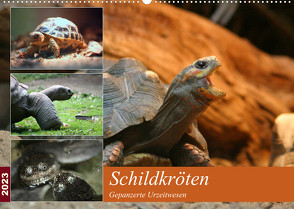 Schildkröten – Gepanzerte Urzeitwesen (Wandkalender 2023 DIN A2 quer) von Mielewczyk,  Barbara