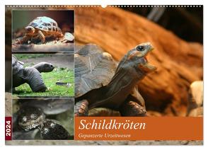 Schildkröten – Gepanzerte Urzeitwesen (Wandkalender 2024 DIN A2 quer), CALVENDO Monatskalender von Mielewczyk,  Barbara