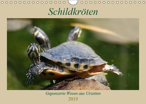 Schildkröten – Gepanzerte Wesen aus Urzeiten (Wandkalender 2019 DIN A4 quer) von Mielewczyk,  Barbara