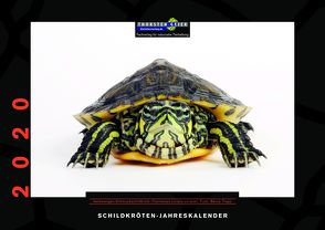 Schildkröten-Jahreskalender 2020 von Geier,  Thorsten, Trapp,  Benny