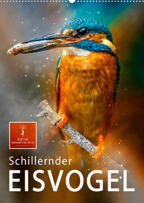 Schillernder Eisvogel (Wandkalender 2022 DIN A2 hoch) von Roder,  Peter
