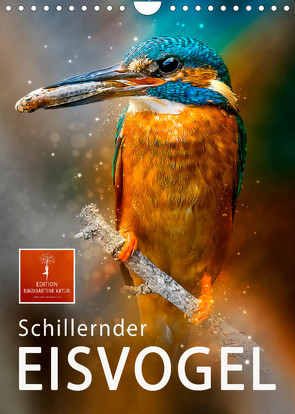 Schillernder Eisvogel (Wandkalender 2023 DIN A4 hoch) von Roder,  Peter