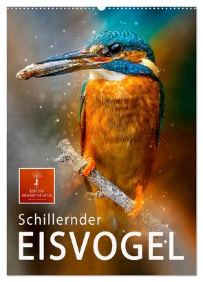 Schillernder Eisvogel (Wandkalender 2024 DIN A2 hoch), CALVENDO Monatskalender von Roder,  Peter
