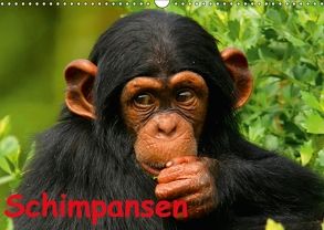Schimpansen (Wandkalender 2018 DIN A3 quer) von Stanzer,  Elisabeth