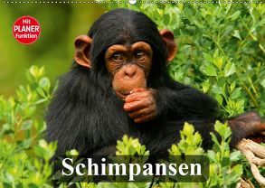 Schimpansen (Wandkalender 2019 DIN A2 quer) von Stanzer,  Elisabeth