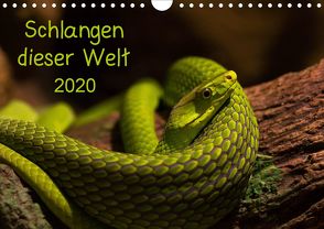 Schlangen dieser WeltAT-Version (Wandkalender 2020 DIN A4 quer) von GuidoTipka/GUTI-Fotos