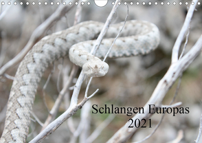 Schlangen Europas (Wandkalender 2021 DIN A4 quer) von Wilms,  Michael