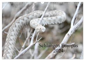 Schlangen Europas (Wandkalender 2024 DIN A3 quer), CALVENDO Monatskalender von Wilms,  Michael