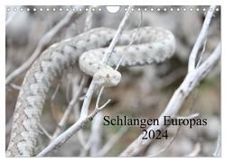 Schlangen Europas (Wandkalender 2024 DIN A4 quer), CALVENDO Monatskalender von Wilms,  Michael