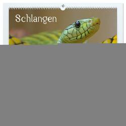 Schlangen (hochwertiger Premium Wandkalender 2024 DIN A2 quer), Kunstdruck in Hochglanz von Stanzer,  Elisabeth