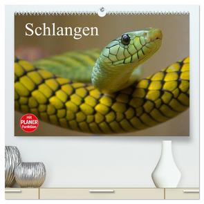 Schlangen (hochwertiger Premium Wandkalender 2024 DIN A2 quer), Kunstdruck in Hochglanz von Stanzer,  Elisabeth
