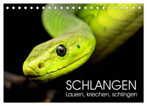 Schlangen. Lauern, kriechen, schlingen (Tischkalender 2024 DIN A5 quer), CALVENDO Monatskalender von Hurley,  Rose