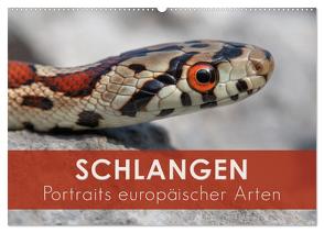 Schlangen – Portraits europäischer Arten (Wandkalender 2024 DIN A2 quer), CALVENDO Monatskalender von Eßer,  Kevin