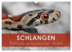 Schlangen – Portraits europäischer Arten (Wandkalender 2024 DIN A3 quer), CALVENDO Monatskalender von Eßer,  Kevin