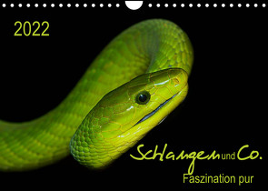 Schlangen und Co. – Faszination pur (Wandkalender 2022 DIN A4 quer) von Enkemeier,  Sigrid
