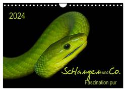 Schlangen und Co. – Faszination pur (Wandkalender 2024 DIN A4 quer), CALVENDO Monatskalender von Enkemeier,  Sigrid