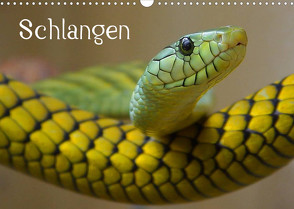 Schlangen (Wandkalender 2022 DIN A3 quer) von Stanzer,  Elisabeth