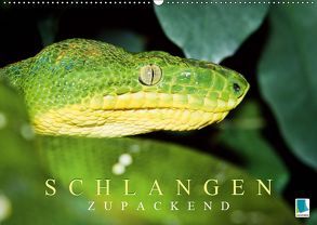 Schlangen: Zupackend (Wandkalender 2019 DIN A2 quer) von CALVENDO