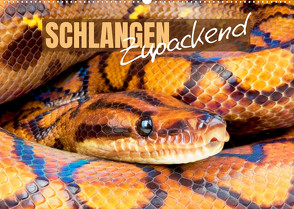 Schlangen: Zupackend (Wandkalender 2022 DIN A2 quer) von CALVENDO