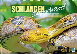 Schlangen: Zupackend (Wandkalender 2023 DIN A2 quer) von CALVENDO