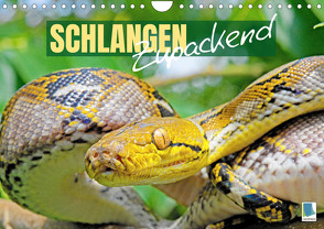 Schlangen: Zupackend (Wandkalender 2023 DIN A4 quer) von CALVENDO