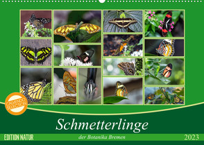 Schmetterlinge der Botanika Bremen (Wandkalender 2023 DIN A2 quer) von Körner,  Burkhard
