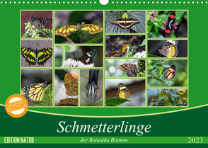 Schmetterlinge der Botanika Bremen (Wandkalender 2023 DIN A3 quer) von Körner,  Burkhard