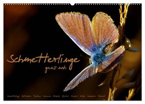 Schmetterlinge ganz nah (Wandkalender 2024 DIN A2 quer), CALVENDO Monatskalender von Delgado,  Julia