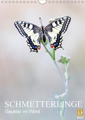 Schmetterlinge – Gaukler im Wind (Wandkalender 2018 DIN A4 hoch) von Simon,  Anton