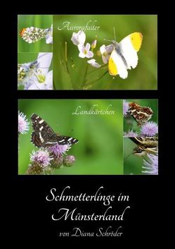 Schmetterlinge im Münsterland (Posterbuch DIN A3 hoch) von Schröder,  Diana