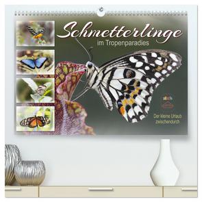 Schmetterlinge im Tropenparadies (hochwertiger Premium Wandkalender 2024 DIN A2 quer), Kunstdruck in Hochglanz von Löwer,  Sabine