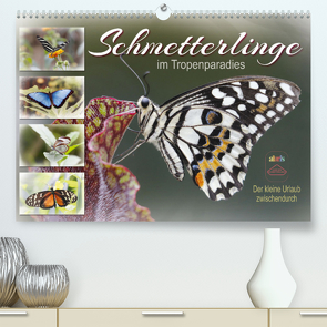 Schmetterlinge im Tropenparadies (Premium, hochwertiger DIN A2 Wandkalender 2023, Kunstdruck in Hochglanz) von Löwer,  Sabine