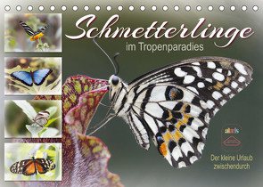 Schmetterlinge im Tropenparadies (Tischkalender 2023 DIN A5 quer) von Löwer,  Sabine