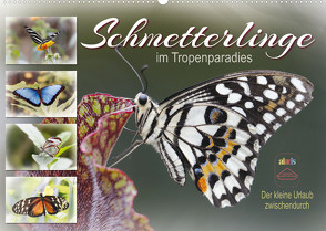 Schmetterlinge im Tropenparadies (Wandkalender 2023 DIN A2 quer) von Löwer,  Sabine