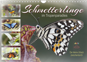 Schmetterlinge im Tropenparadies (Wandkalender 2023 DIN A4 quer) von Löwer,  Sabine