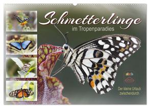 Schmetterlinge im Tropenparadies (Wandkalender 2024 DIN A2 quer), CALVENDO Monatskalender von Löwer,  Sabine