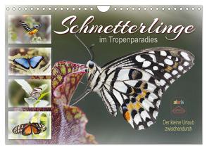 Schmetterlinge im Tropenparadies (Wandkalender 2024 DIN A4 quer), CALVENDO Monatskalender von Löwer,  Sabine