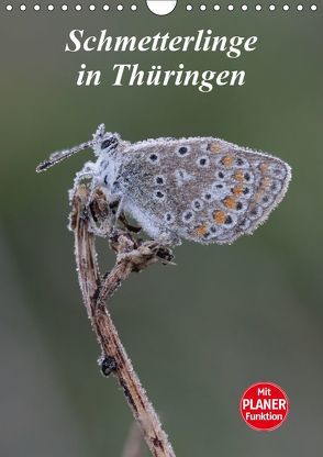 Schmetterlinge in Thüringen (Wandkalender 2019 DIN A4 hoch) von Sprenger,  Bernd